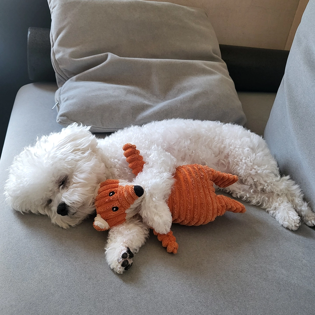강아지 분리불안 증상과 훈련법, 혼자 있는 시간 연습하기
