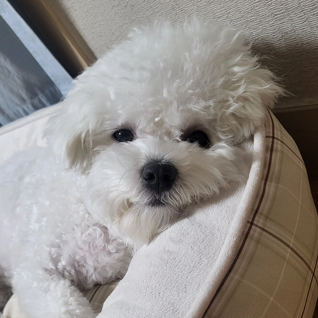 편안하고 행복한 상태의 강아지 몸짓 모습
