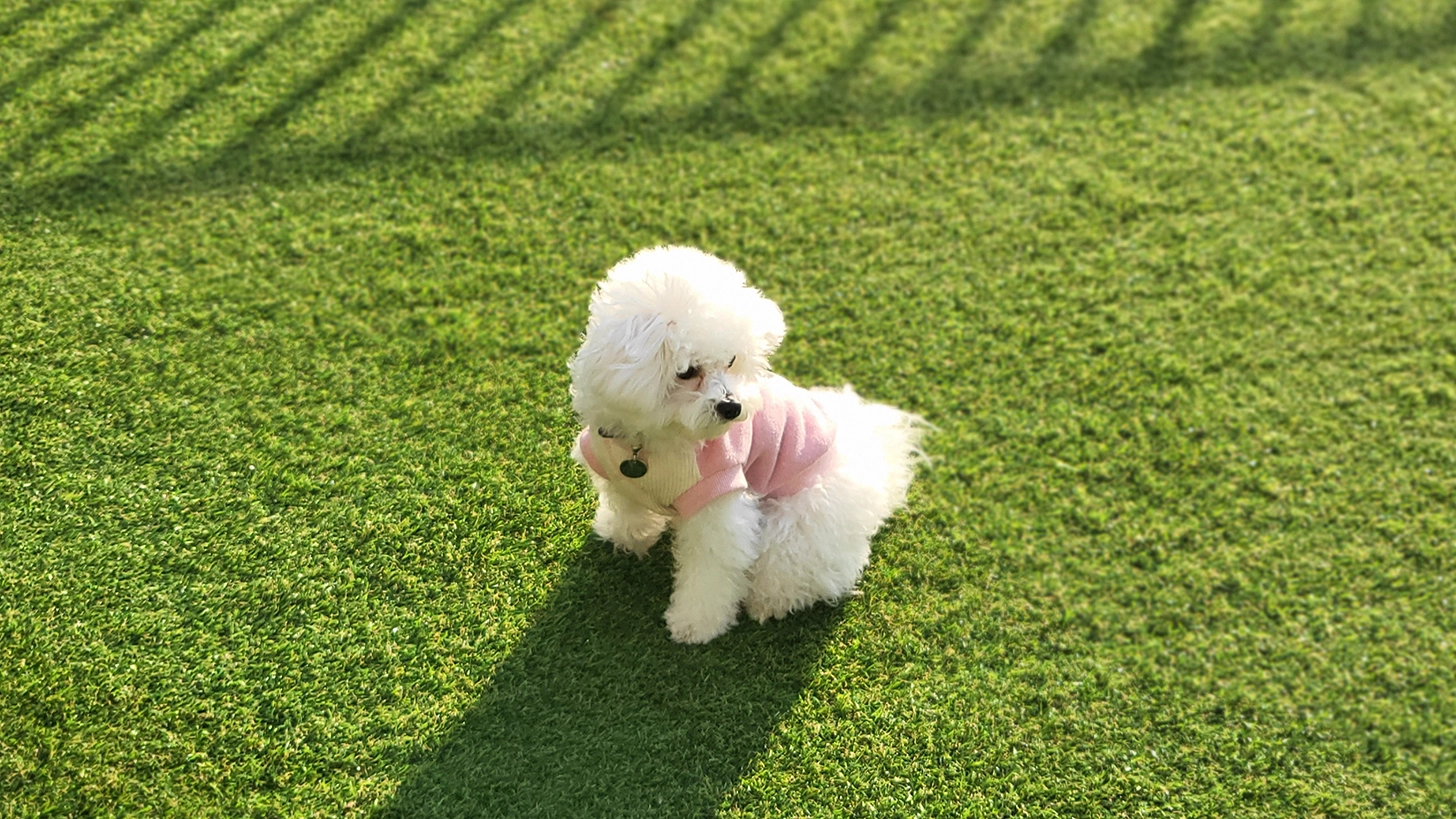 이름을 듣고 보호자를 바라보는 강아지 모습