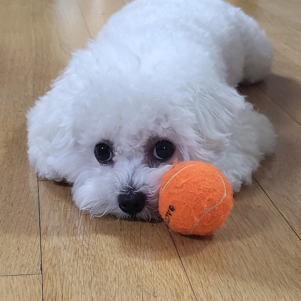 놀고 싶다는 뜻으로 앞다리를 숙이는 강아지 행동 신호