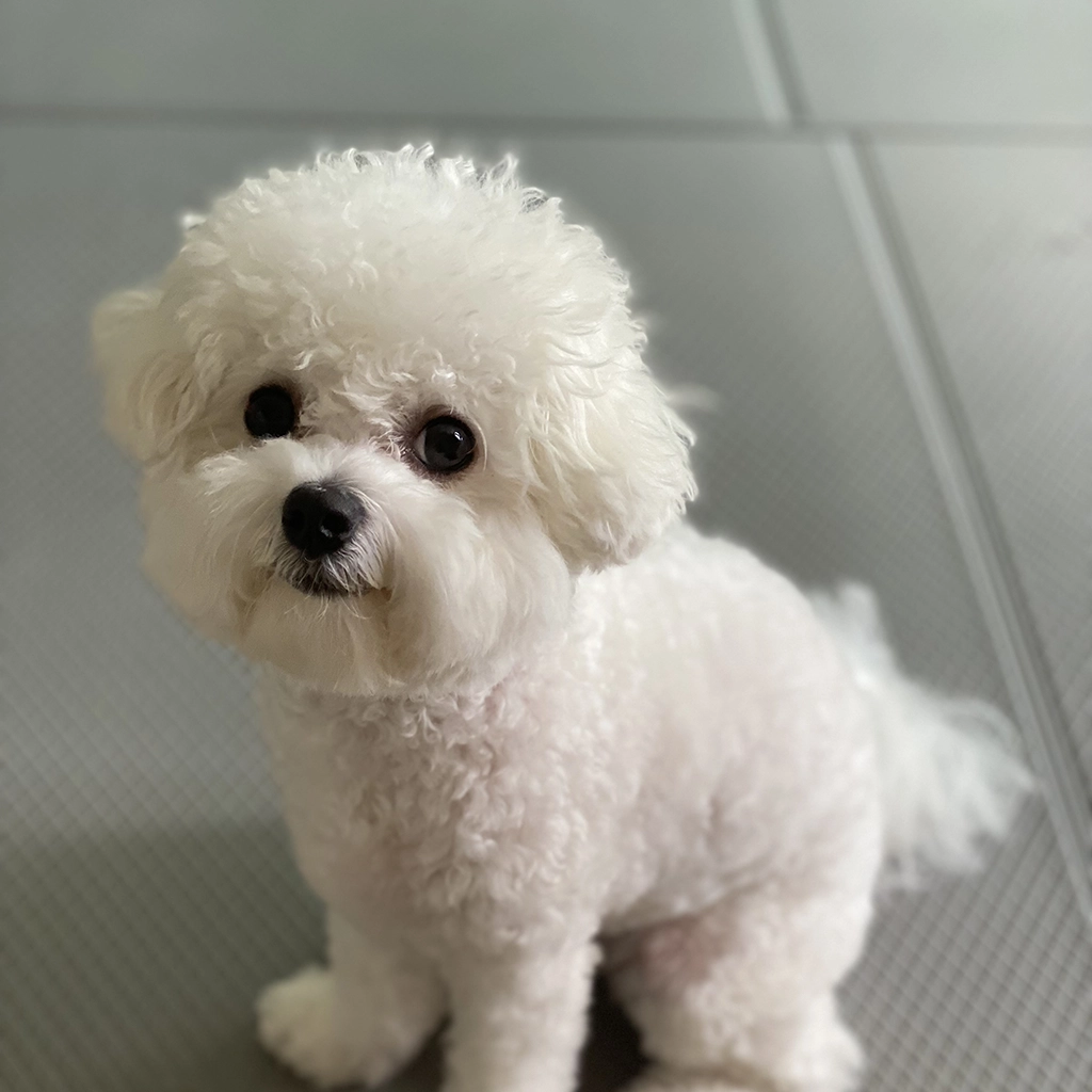 강아지 설사할 때 보호자 대처법 총정리