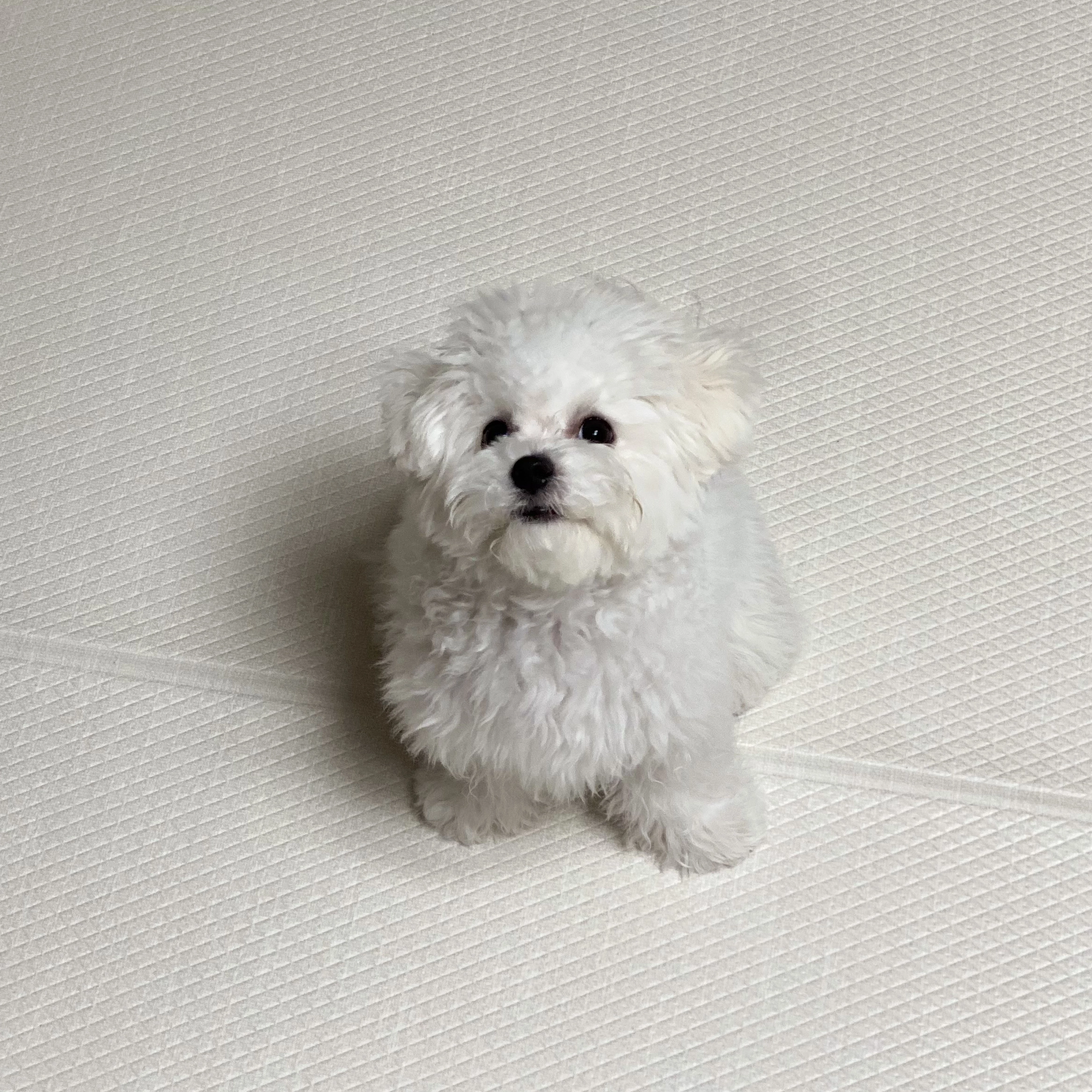 긴장으로 시선을 피하는 강아지 표정